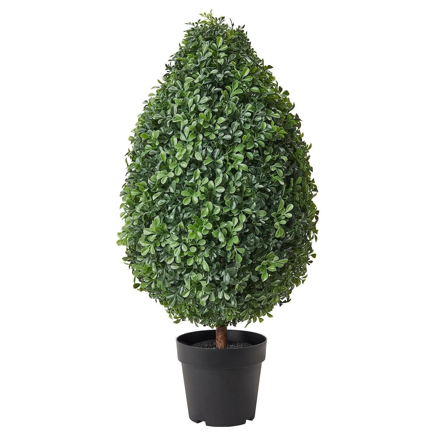 Самшит вечнозеленый элеганс. Самшит буксус. Самшит вечнозеленый шаровидный. Самшит необрезанный. Куст в горшке.