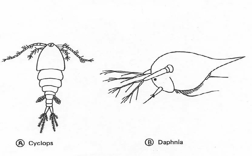 Циклоп рак. Ракообразные дафния и Циклоп. Строение дафнии и циклопа. Циклоп ракообразные строение. Циклоп строение рисунок.