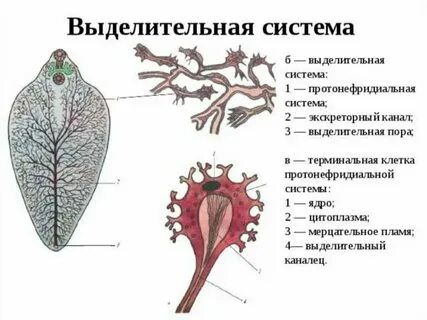Звездчатая выделительная система