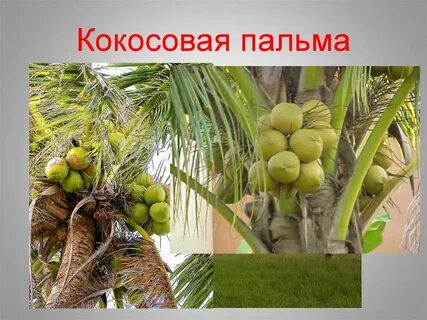 Способ распространения кокосов