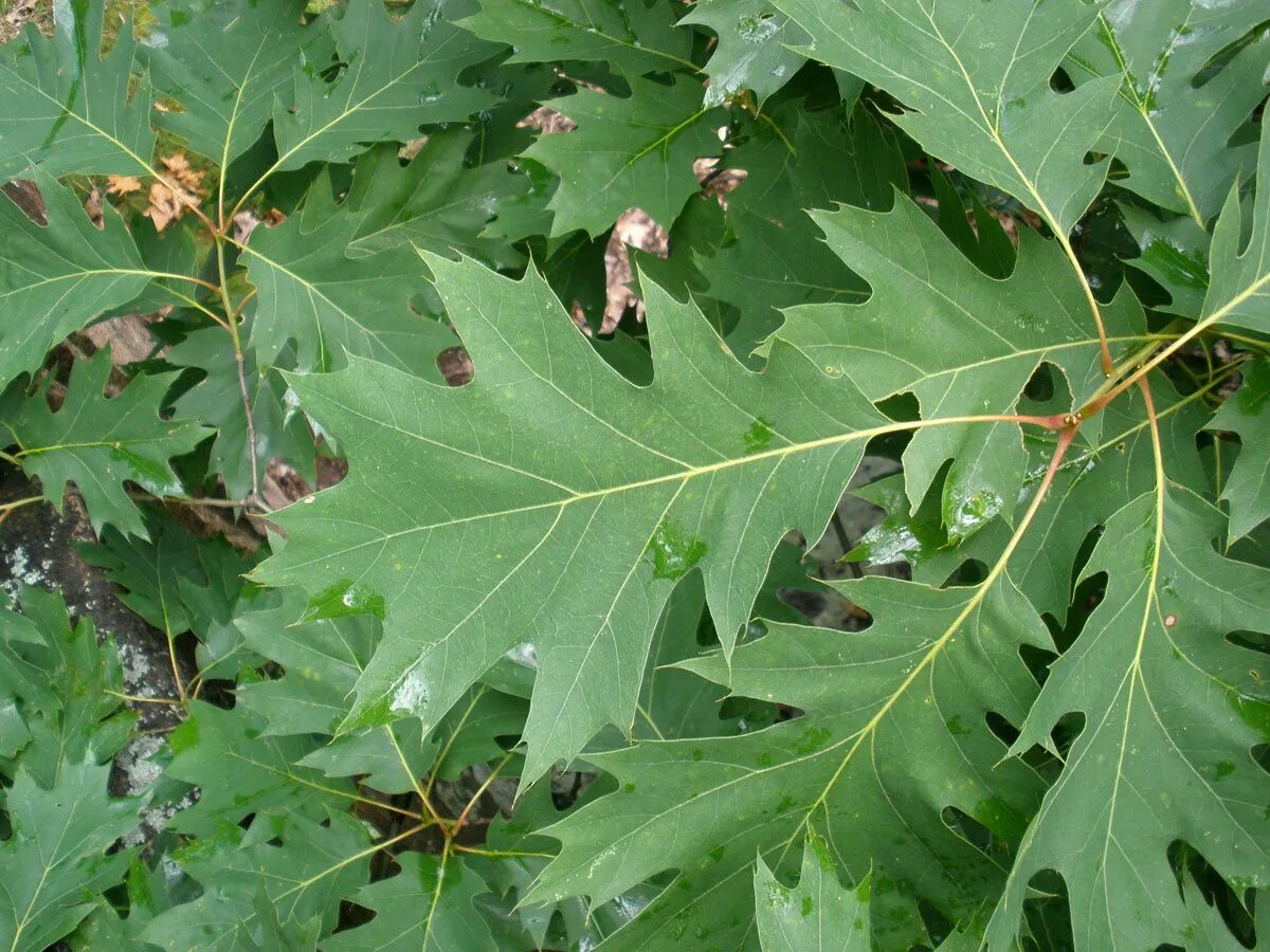 Канадский остролистный дуб. Дуб красный Quercus rubra. Дуб черешчатый (обыкновенный). Дуб черешчатый лист. Красно черешчатый дуб
