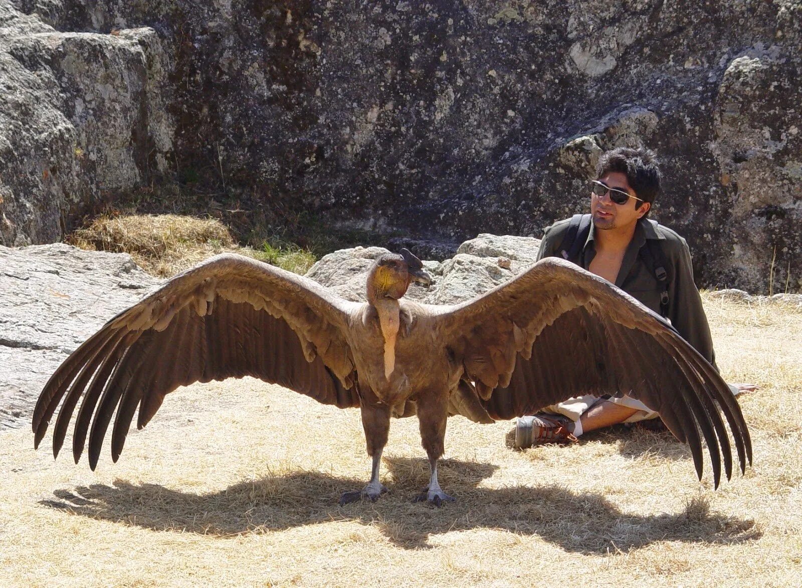 Андский кондор перу. Андский кондор размах крыльев. Самая летающая птица в мире. Андский кондор размах крыльев. Самая большая летающая птица.