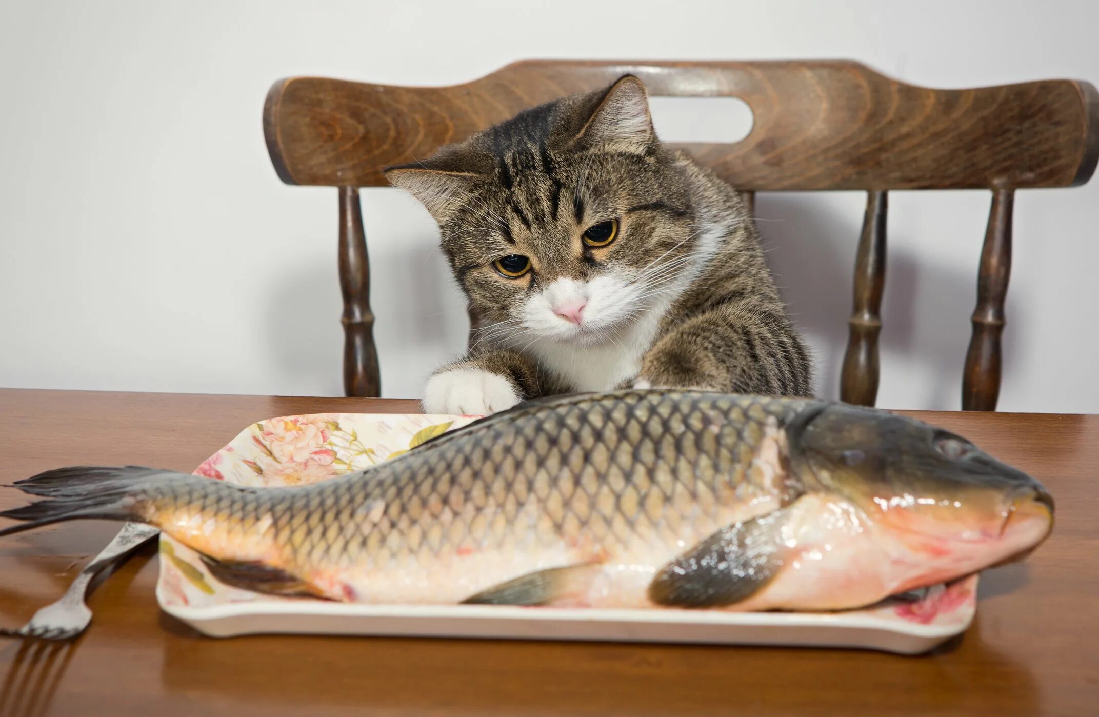 Should cat. Кот с рыбой. Кот с большой рыбой. Кот ест рыбу. Кот ворует рыбу.