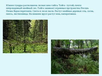 Лесные зоны тундра