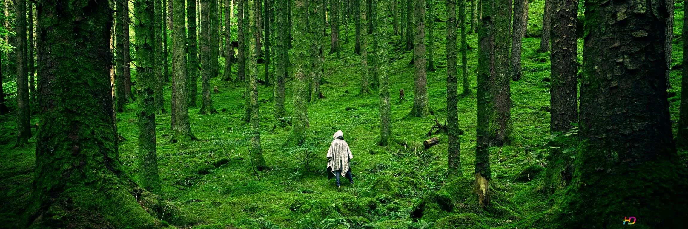 Шварцвальд тропа. Тайны тихого леса. Умиротворенный тихий лес. Тайны тихого леса. Тихий лес / schweigend steht der wald (2022).