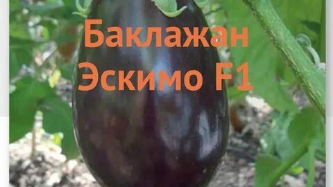 Баклажан эскимо