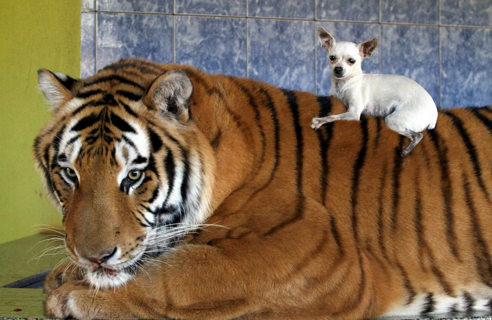A BRAZILIAN family Live with Tigers - Mirror Online