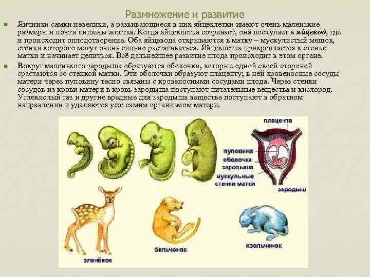 Размножение и развитие. Размножение и развитие животные. Сообщение о размножении животных. Сообщение о животном про размножение и развитие.