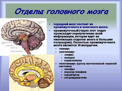 Большие полушария переднего мозга строение и функции