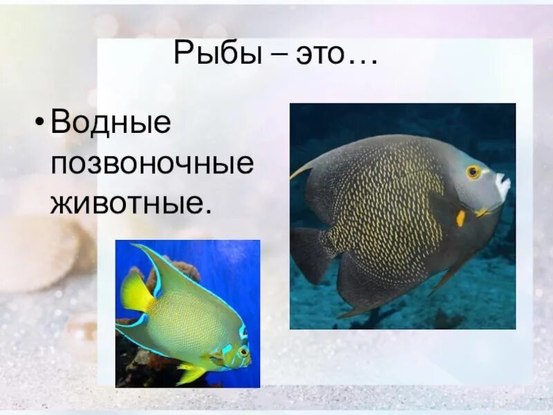 Позвоночные рыбы. Позвоночные классы рыб. Позвоночные обитатели воды. Рыбы класс животных.