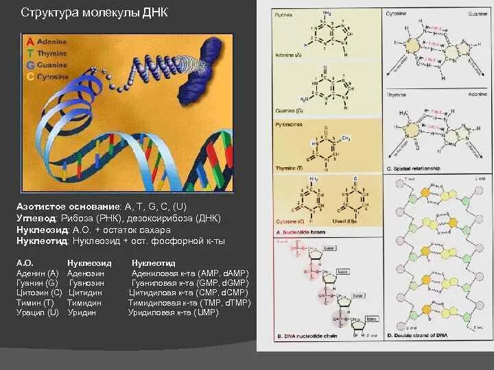 Структура ДНК рибоза. Строение молекулы ДНК азотистые основания углевод. Структура ДНК дезоксирибоза основания. 1 Структура ДНК.