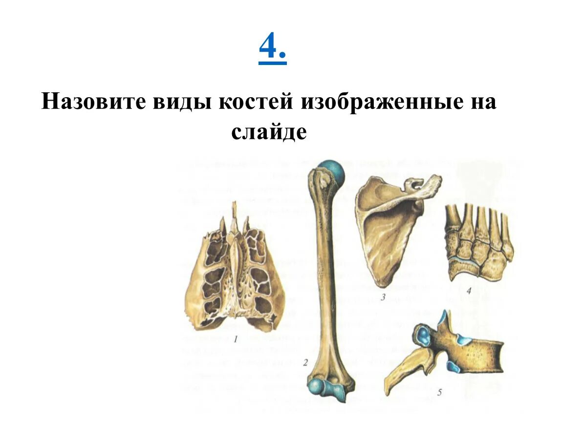 Какой тип костей. Виды костей. Типы костей человека. Перечислите виды костей. Виды костей фото.