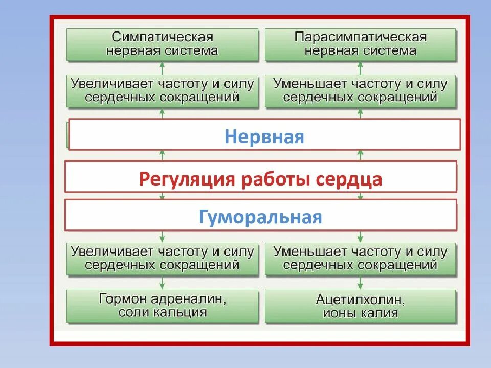 Гуморальная регуляция работы сердца осуществляется. Регуляция работы сердца. Нервная и гуморальная регуляция сердечной деятельности. Нервная и гуморальная регуляция работы сердца. Нервные механизмы регуляции работы сердца.