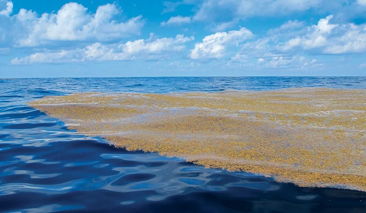 Саргассово какой океан. Саргассово море. Саргассово море водоросли саргассум. Саргассово море в океане. Атлантический океан Саргассово море.