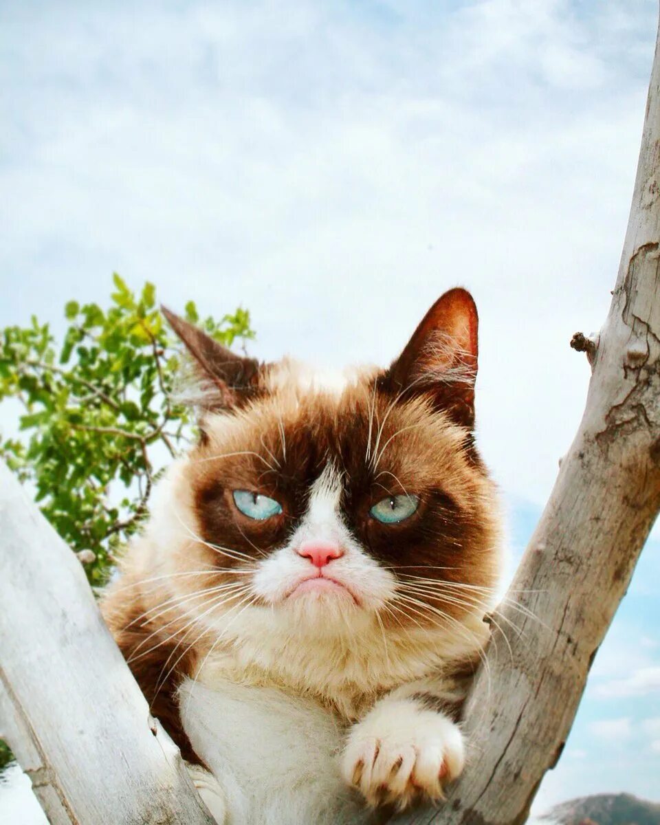 Хмурый кот. Грампи кэт. грампи кэт порода кота. сердитый кот grumpy cat. грампи порода.