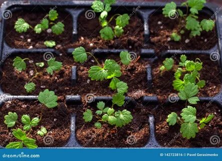 Саженцы на Windowsill саженцы клубники, конец-вверх Стоковое Фото - изображение 