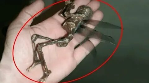 Существуют ли зубные феи в реальной жизни