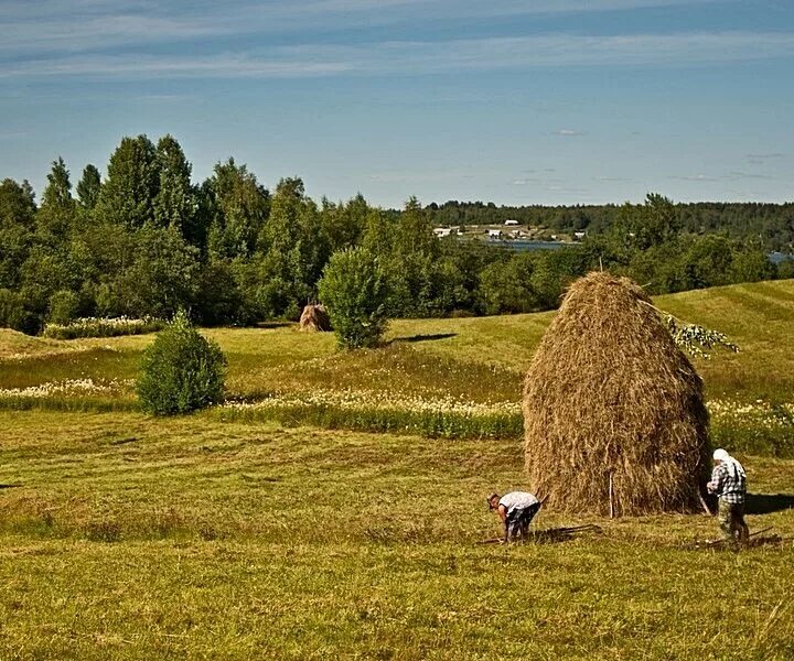 Сено косят. Сено не скошено. Скошенное сено. Фото скошенного сена. Уборка сена.