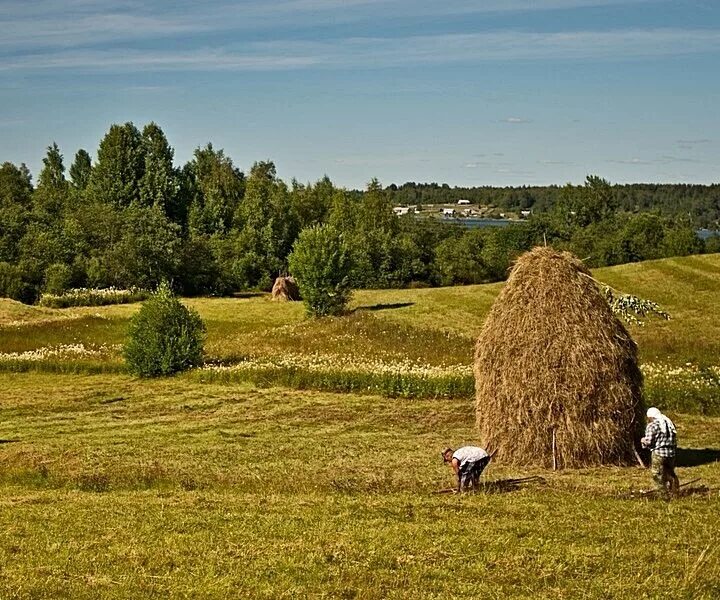 Деревня поле сенокос речка. Сенокос в деревне. Лето, деревня, сенокос, река. Сенокос хозяйство Башкирии.