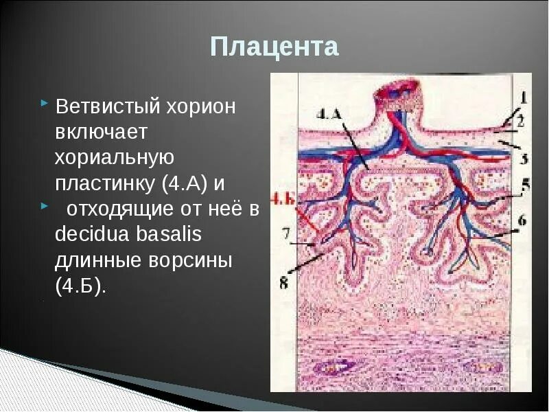 Структура и функции плаценты. Строение ворсинки плаценты. Плацента описание. Структура и функции плаценты. Плацента описание.