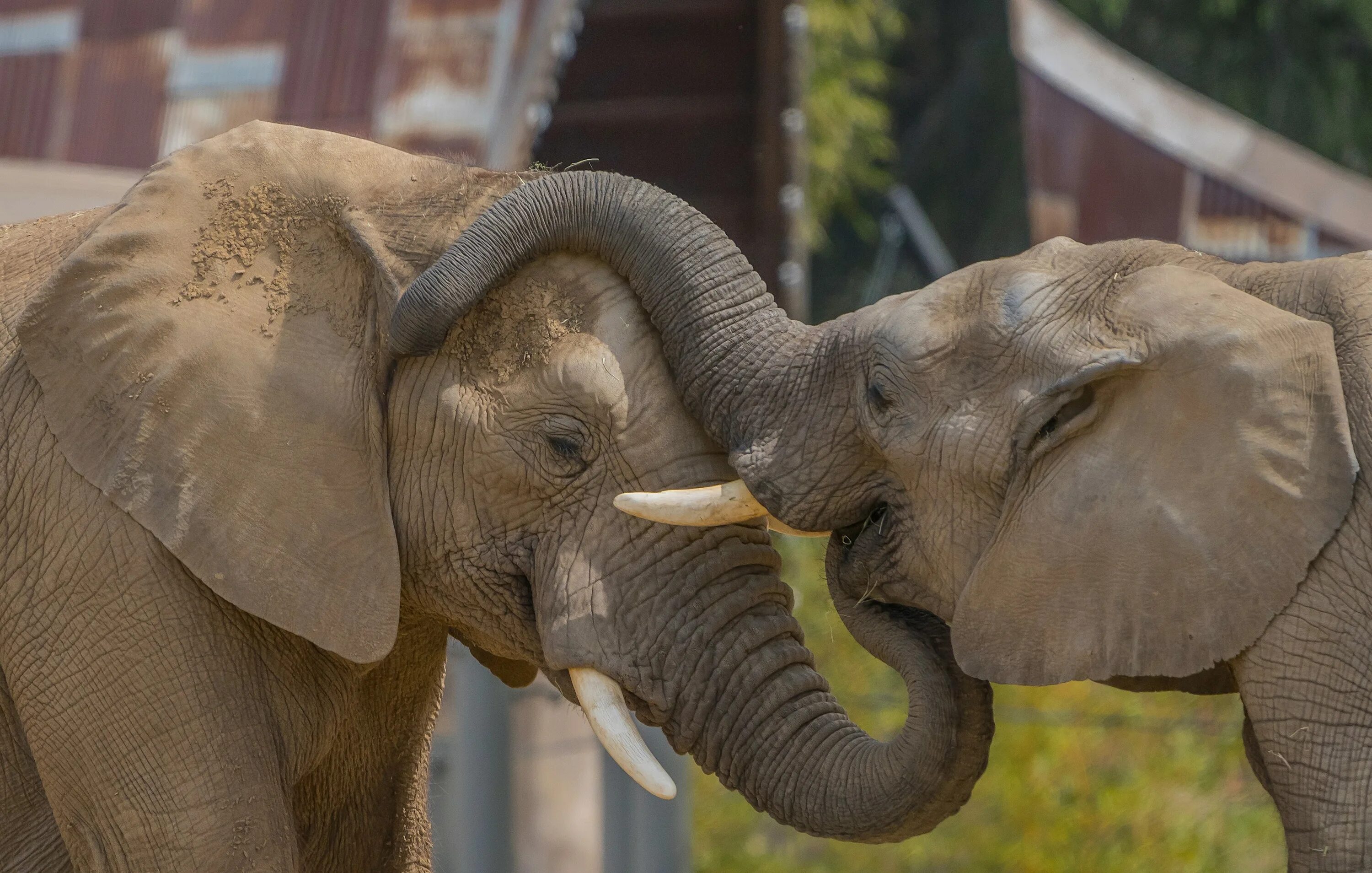 Влюбленные слоны. Слоники любовь. Два слона. Два слоненка. Two elephants