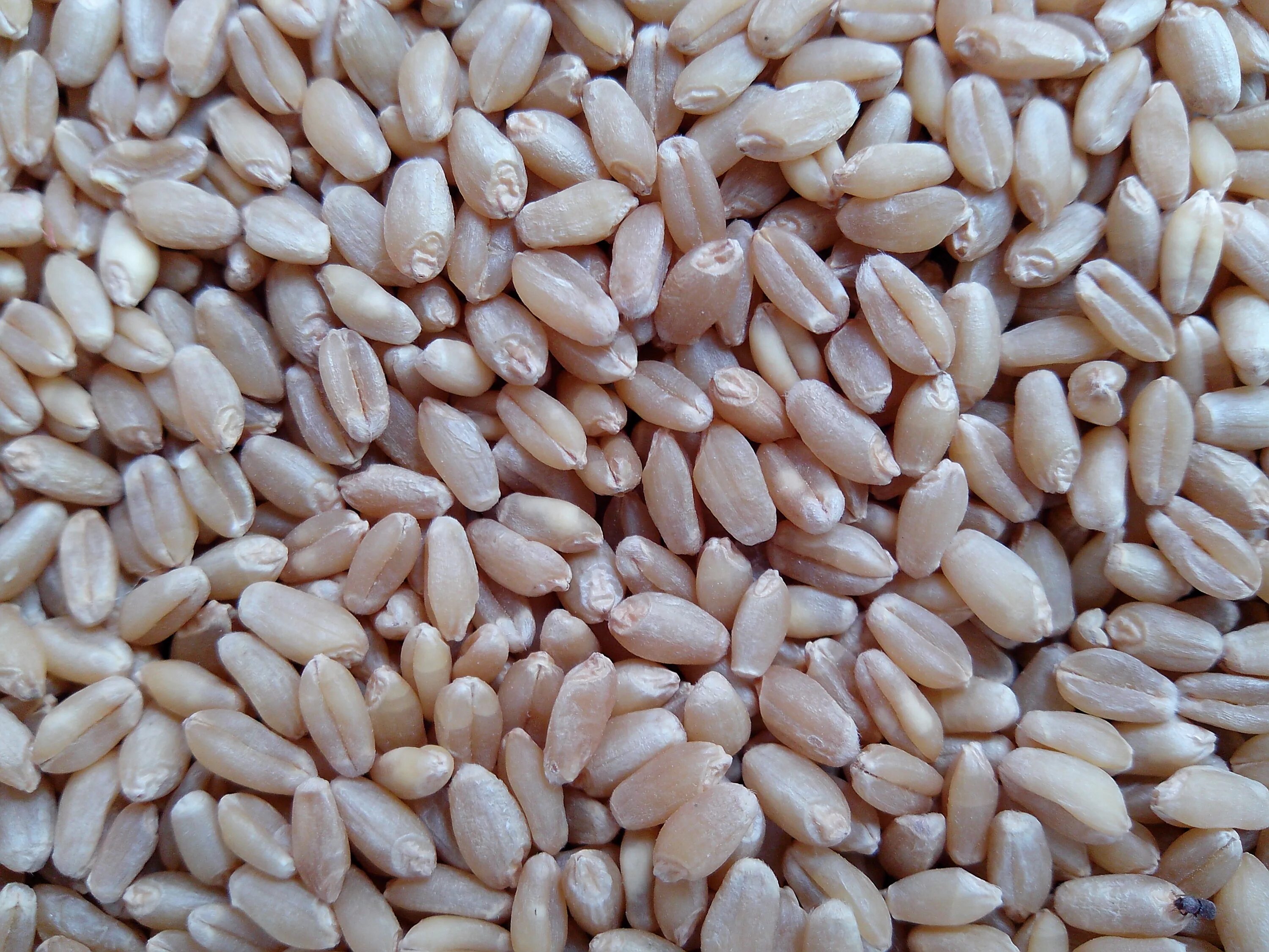 Пшеница зерно. Песочные зёрна зерно. Пшеничные зёрна управление. Как выглядит зерно пшеницы.