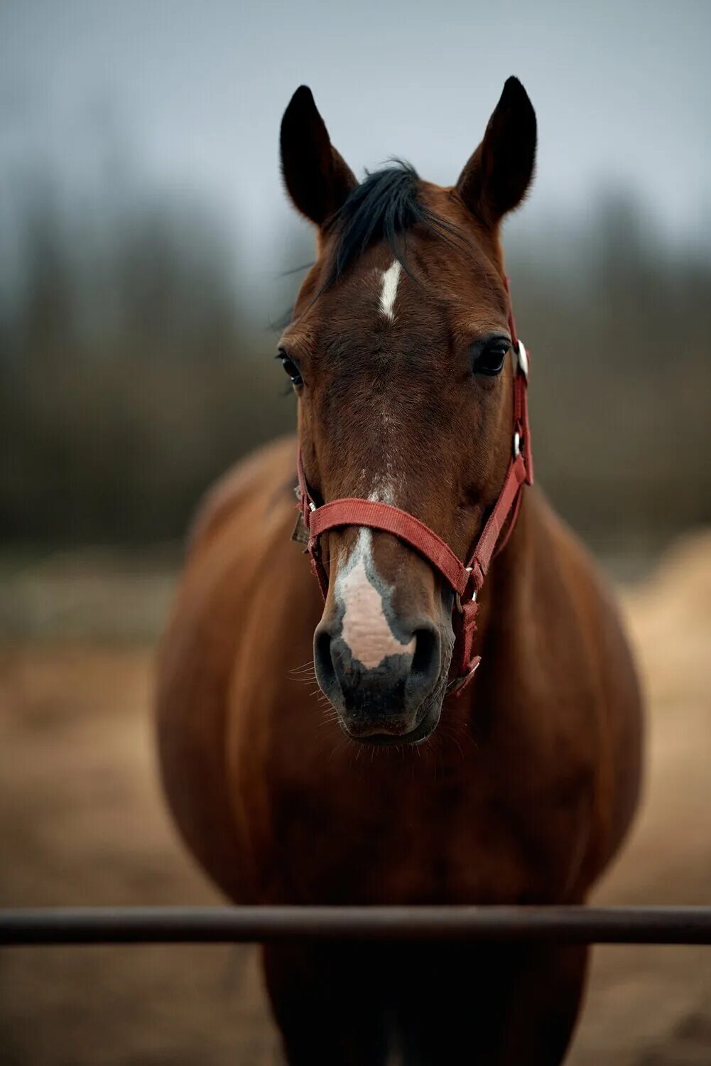 Коричневая лошадь. Большой коричневый конь. Марварин конь.