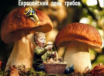 Когда будет день гриба