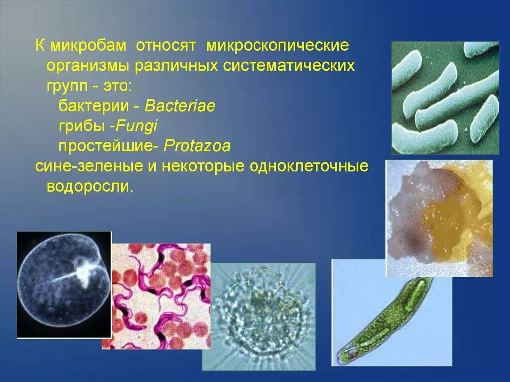 Три организма относящимся к бактериям