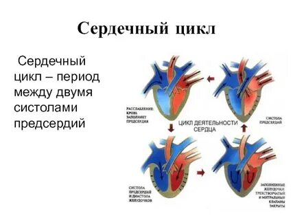 В чем заключается работа сердца человека