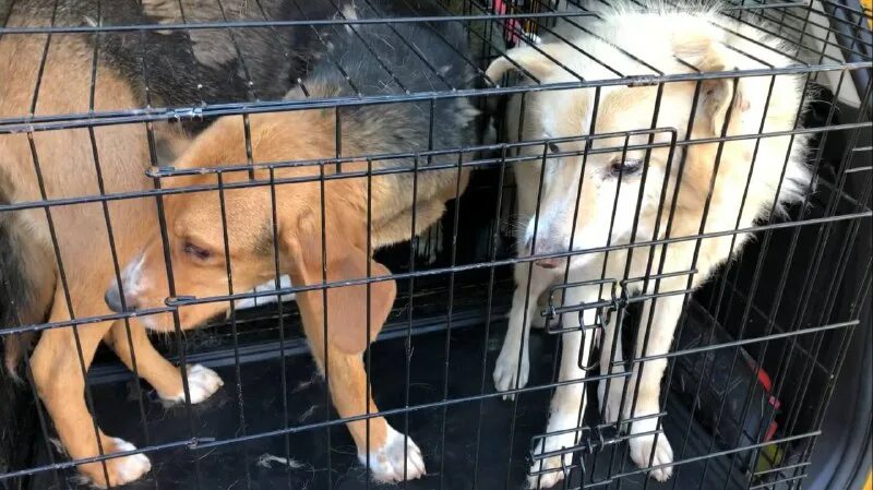 приют для собак в сергиевом посаде гвардия. собачий приют сергиев посад. собачий приют сергиев посад.