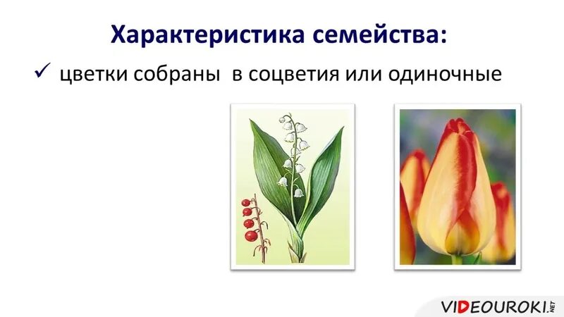 Тюльпан семейство лилейные класс однодольные. Однодольные лилейные растения. семейство однодольных растений лилейные. семейство лилейные представители. класс однодольные семейство лилейные и злаки.