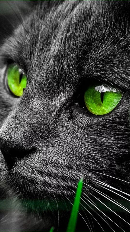 Emerald eyes 1807x1334 Cats, Cute cats and dogs, Fancy cats