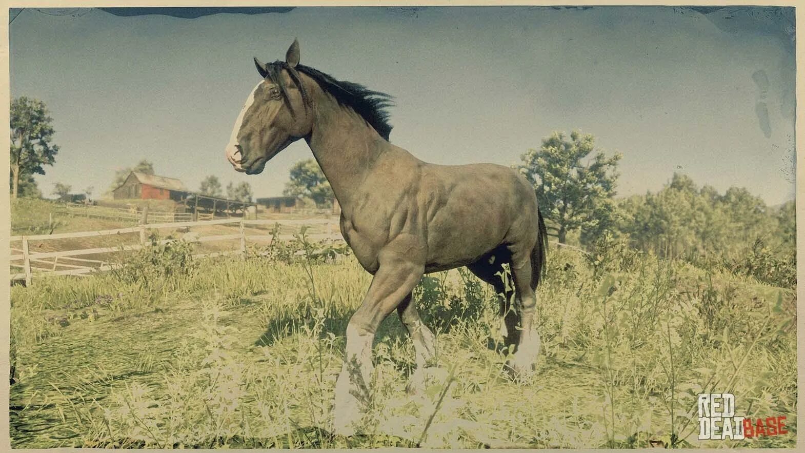 Ахалтекинская лошадь в рдр 2. Рдр 2 ахалтекинская. Rdr 2 ахалтекинская лошадь. Rdr 2 андалузская лошадь. Рдр 2 ахалтекинская.