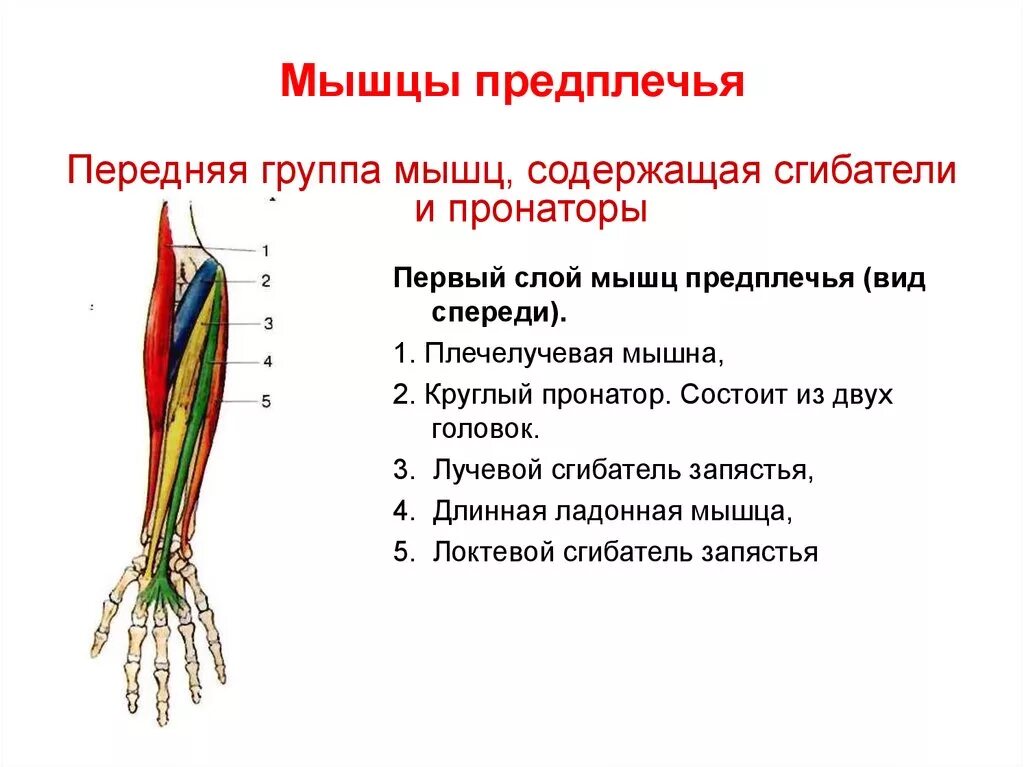 Мышцы предплечья анатомия передняя группа. Мышцы предплечья передняя поверхностные. Мышцы предплечья передняя группа поверхностный слой. Мышцы предплечья анатомия поверхностный слой.