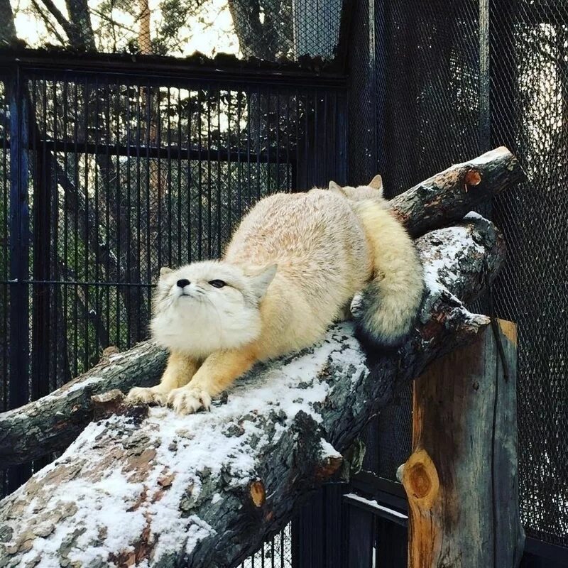 какие животные есть в зоопарке новосибирска. обитатели новосибирского зоопарка. зоопарк новосибирск звери. новосибирский зоопарк редкие животные. новосибирский зоопарк.