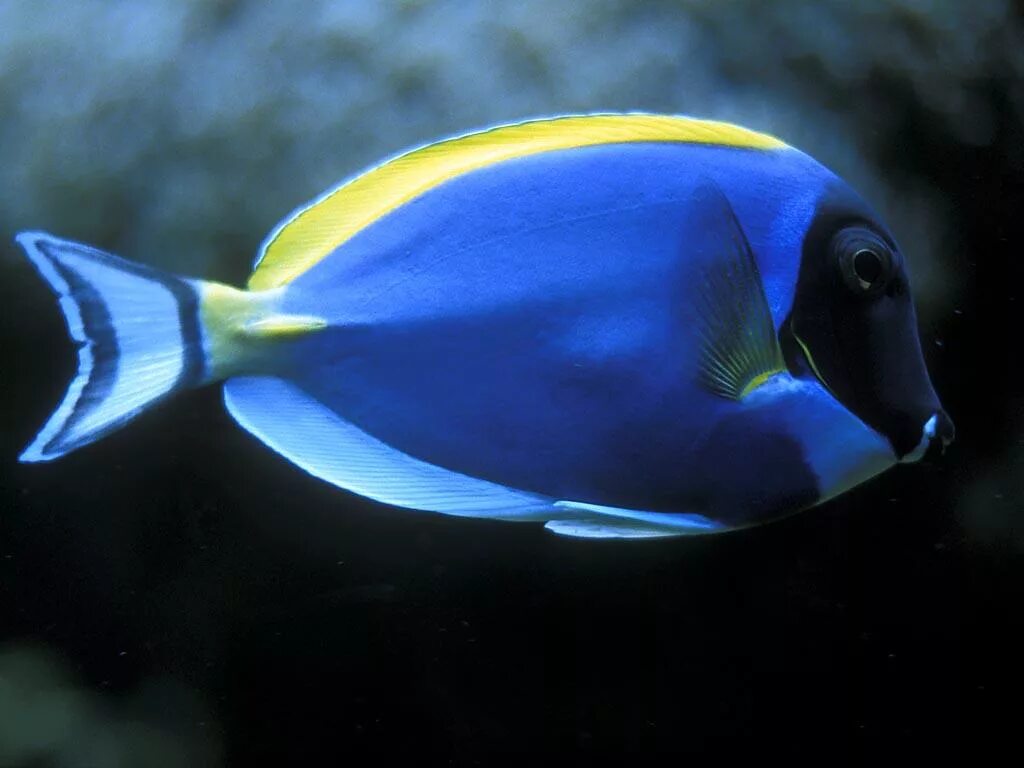 Dolphin fish. Acanthurus leucosternon. Дельфин аквариумная рыбка. Голубой Дельфин аквариумная рыбка. Acanthurus chronixis.