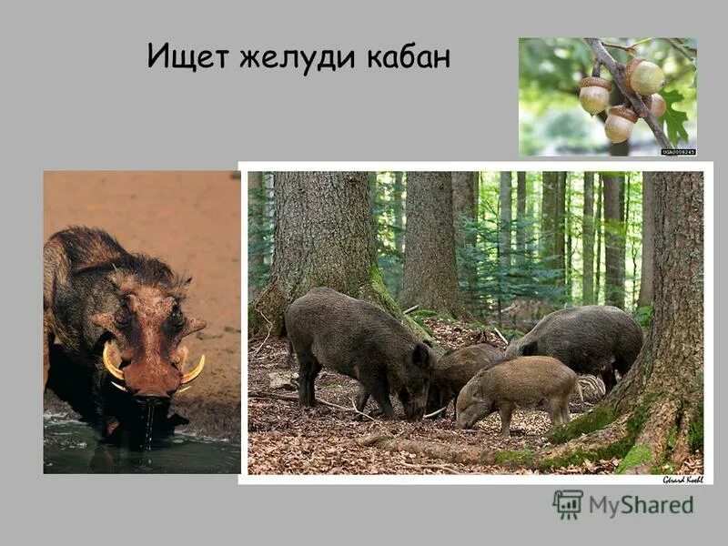 кабаны тянь-шаня. дикий кабан франции. кабан осенью.