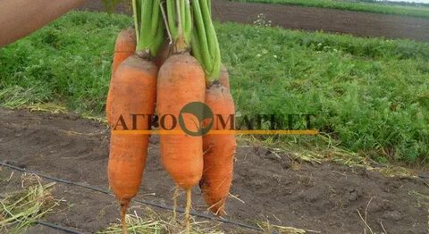 Морковь сорт абако отзывы