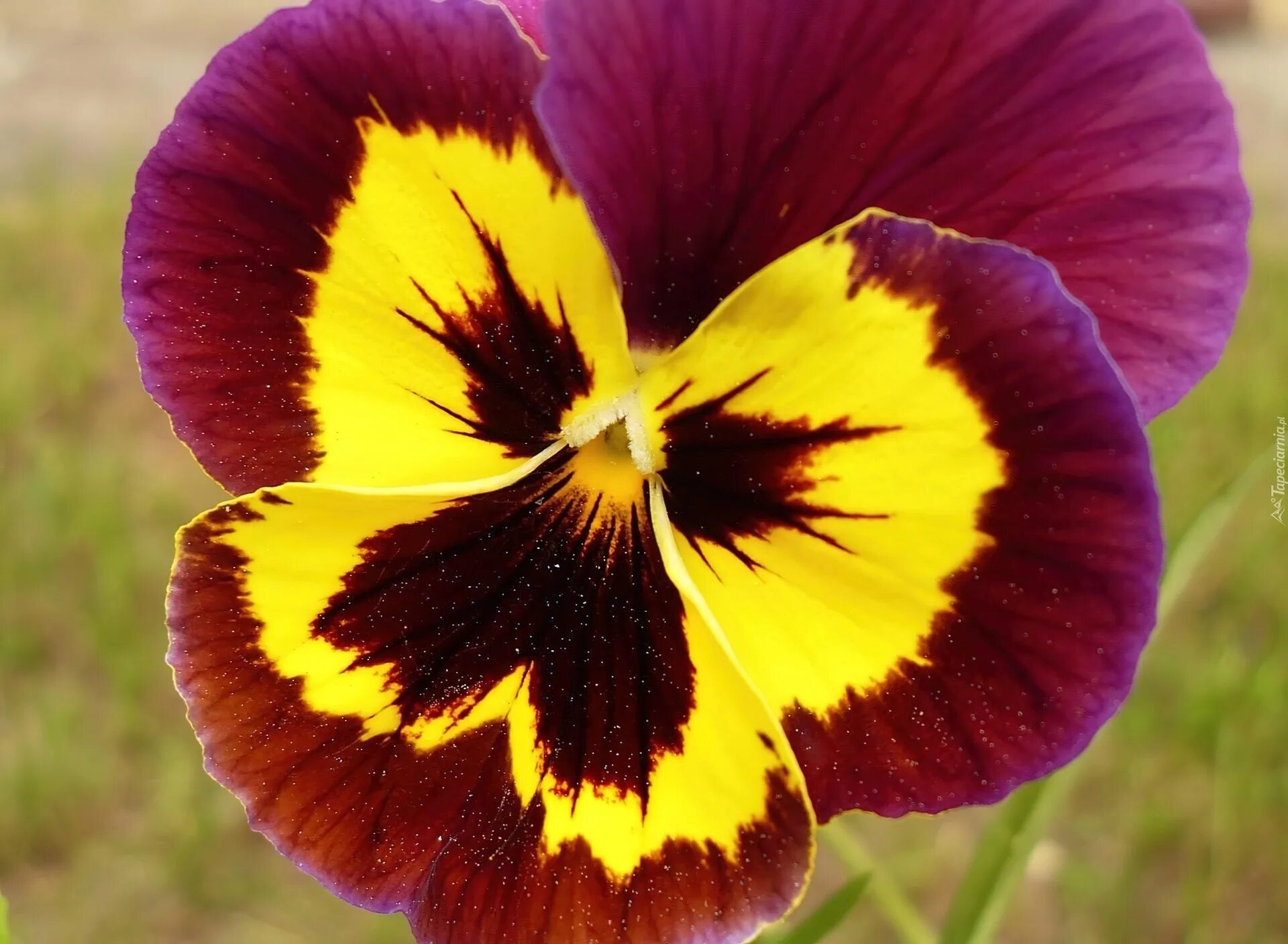 анютины глазки. анютины глазки. фиалка виттрока. цветы садовые анютины глазки. виола фиалка анютины глазки.