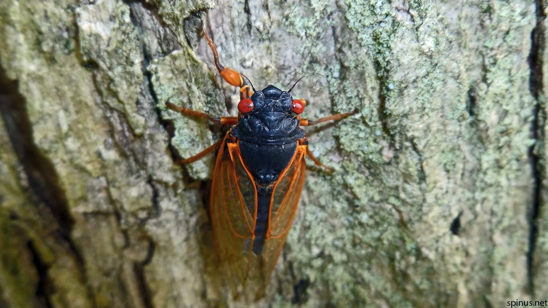 Цикады почему билан. Мухи цикады в геленджике. Цикада красная (tibicen haematodes). Шоубацзянь "цикада. Личинка мухи цикады.