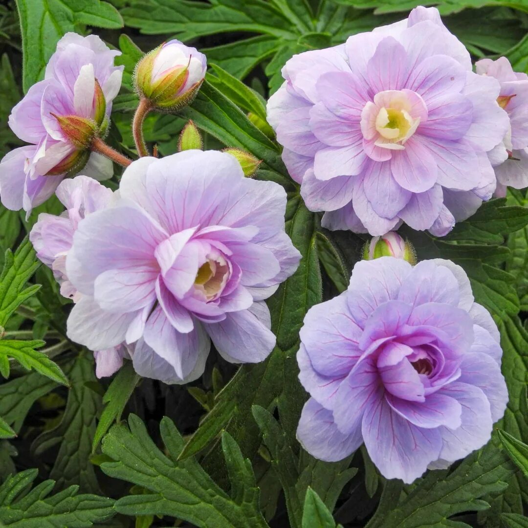 Герань луговая саммер скайс. Герань садовая многолетняя саммер скайз. Герань садовая summer skies. Герань луговая саммер скайз. Герань саммер скайз.