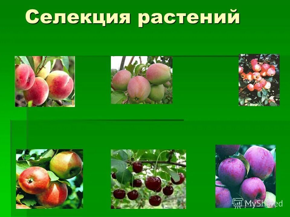 редис краса семена. томат сибирский спринтер. помидоры сорт дельта. семена сибирский сад томат генератор. горох комнатный семена алтая.