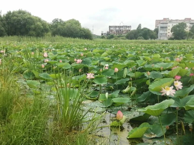 междуречье уссурийск. уссурийск междуречье. уссурийск междуречье. новостройки уссурийска междуречье. уссурийск междуречье.