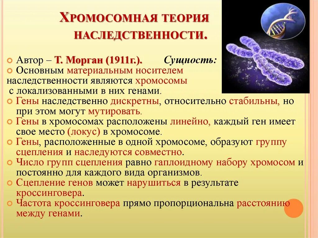 Автором хромосомной теории является. Т морган хромосомная теория наследственности год. хромосомная теория наследования т моргана. теории наследственности т. моргана. биология 10 класс хромосомная теория наследственности.