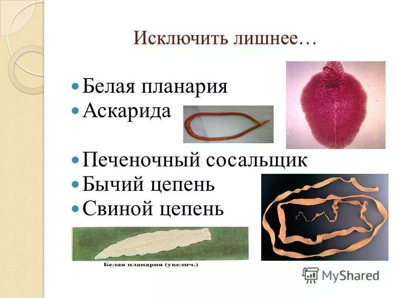 ленточные черви представители. ленточные черви свободноживущие. бычий цепень систематика. печеночный сосальщик цепень. паразитические черви тип круглые черви.