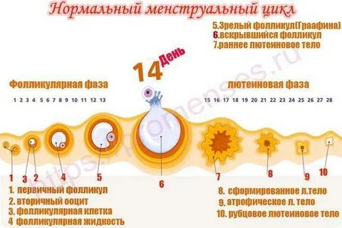 Во время месячных выходит яйцеклетка