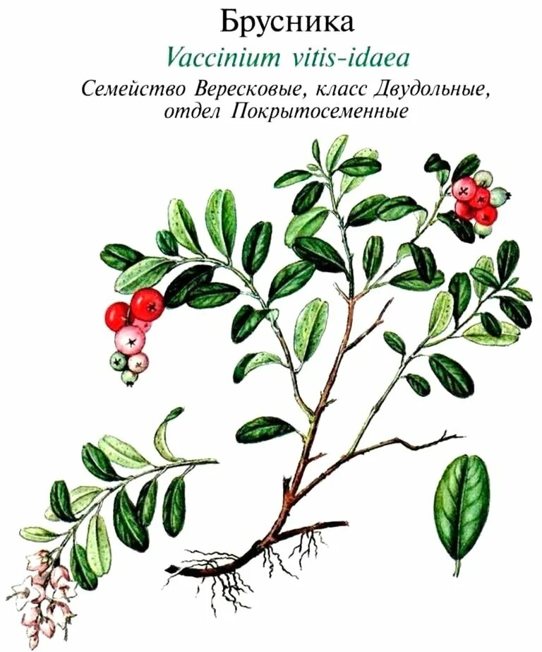 Брусника обыкновенная фармакогнозия. Брусника фармакогнозия. Лист брусники обыкновенной рисунок. Веточка брусники. Брусника обыкновенная фармакогнозия.