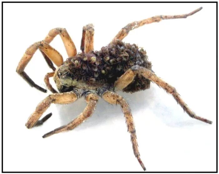 Паучиха боня. Дарвиновский кора паук. Паучиха череповец. Паучиха череповец. Паучиха череповец.