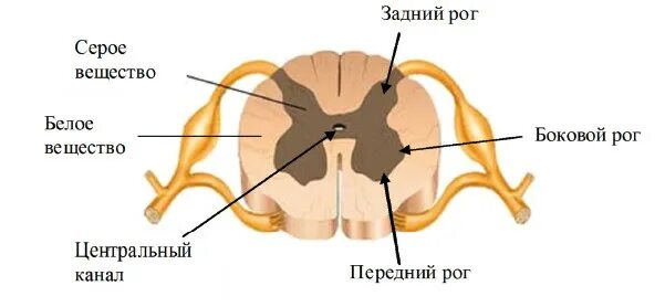 Серое и белое вещество спинного мозга. Серое вещество и белое вещество спинного мозга. Белое и серое вещество спинного мозга схема. Спинной мозг человека белое и серое вещество.